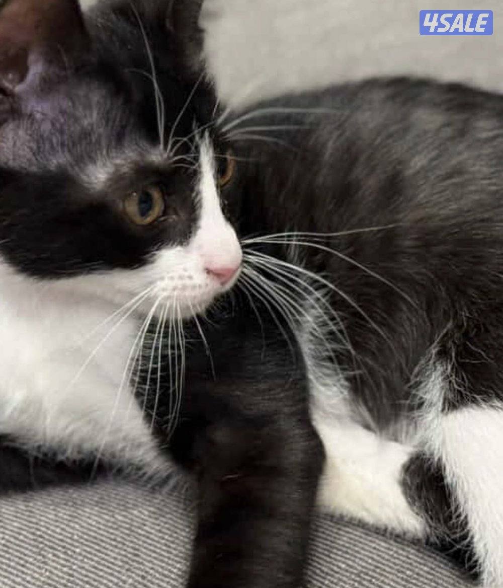 للتبني ذكر عمره شهرين ونص2