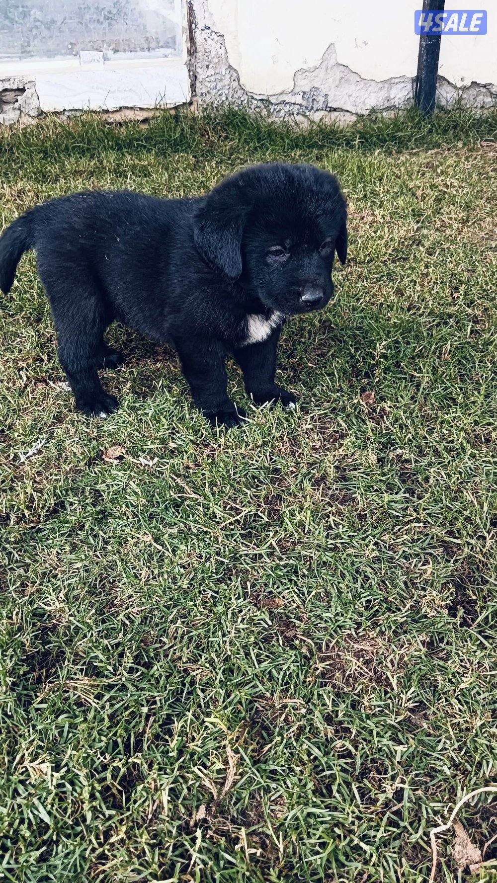 للبيع جراوه مكس غوغازي0