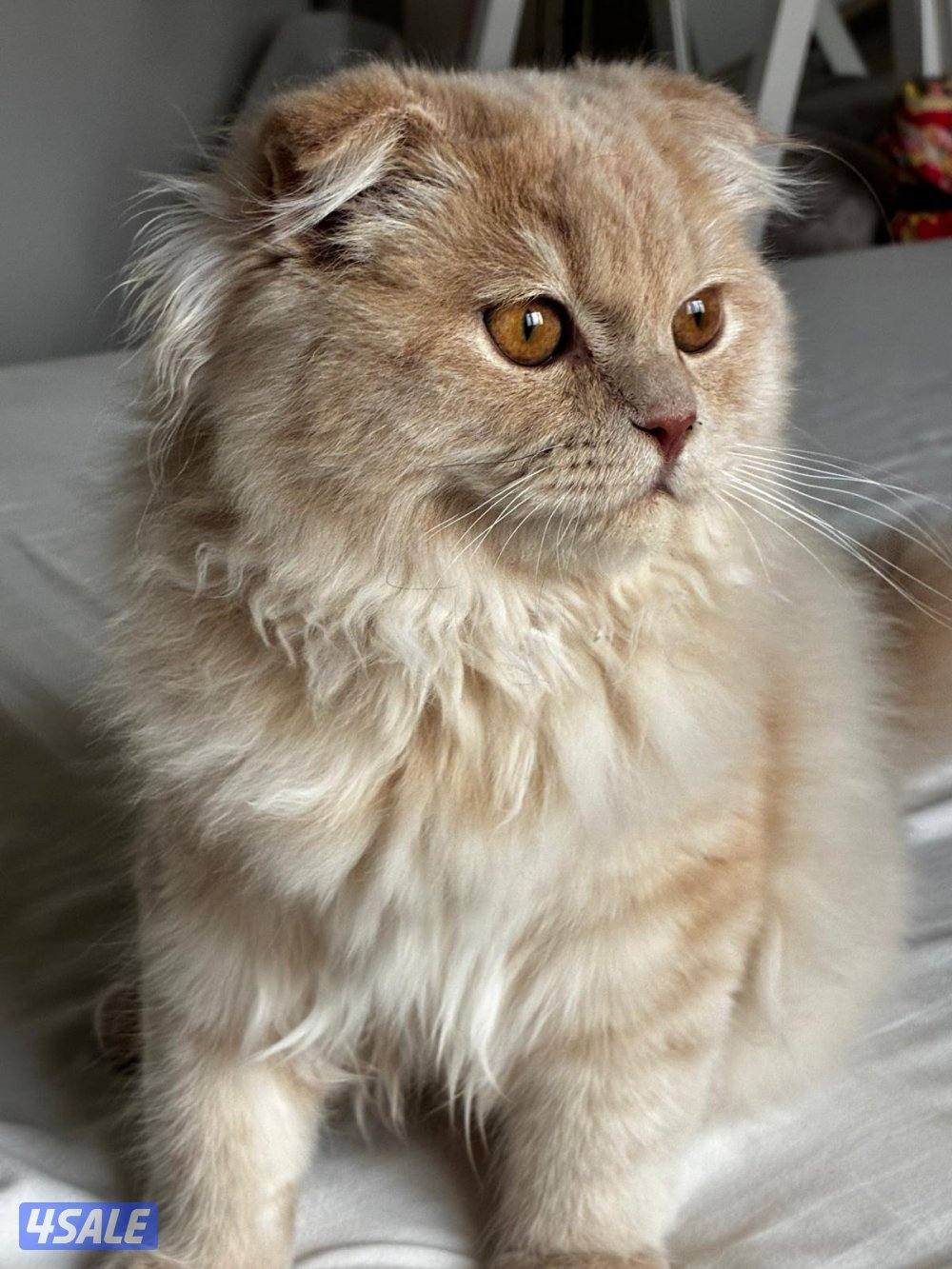 ذكر برتش فولد للبيع0