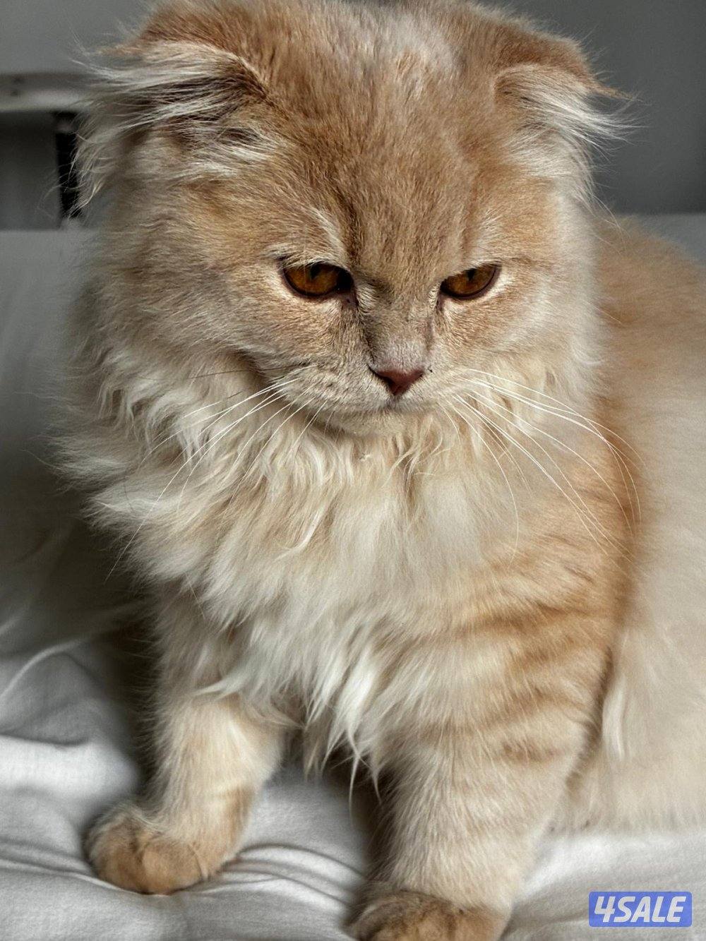 ذكر برتش فولد للبيع1