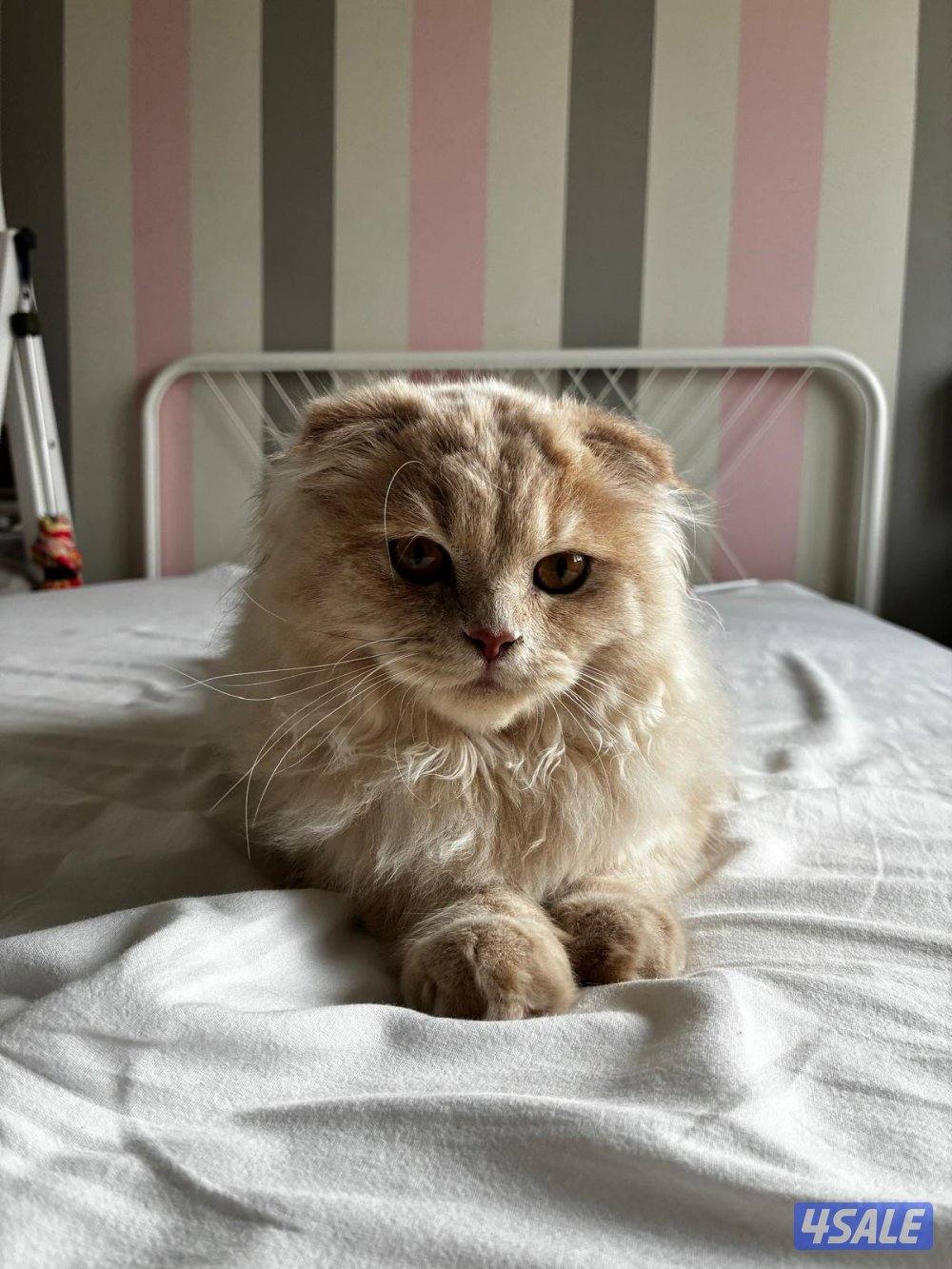 ذكر برتش فولد للبيع3