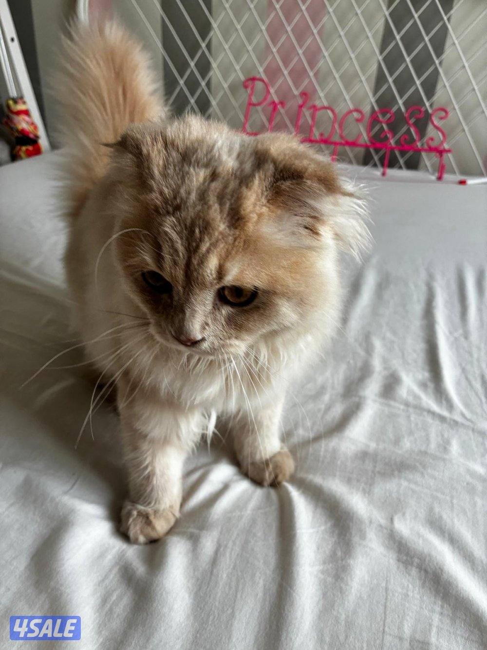 ذكر برتش فولد للبيع4