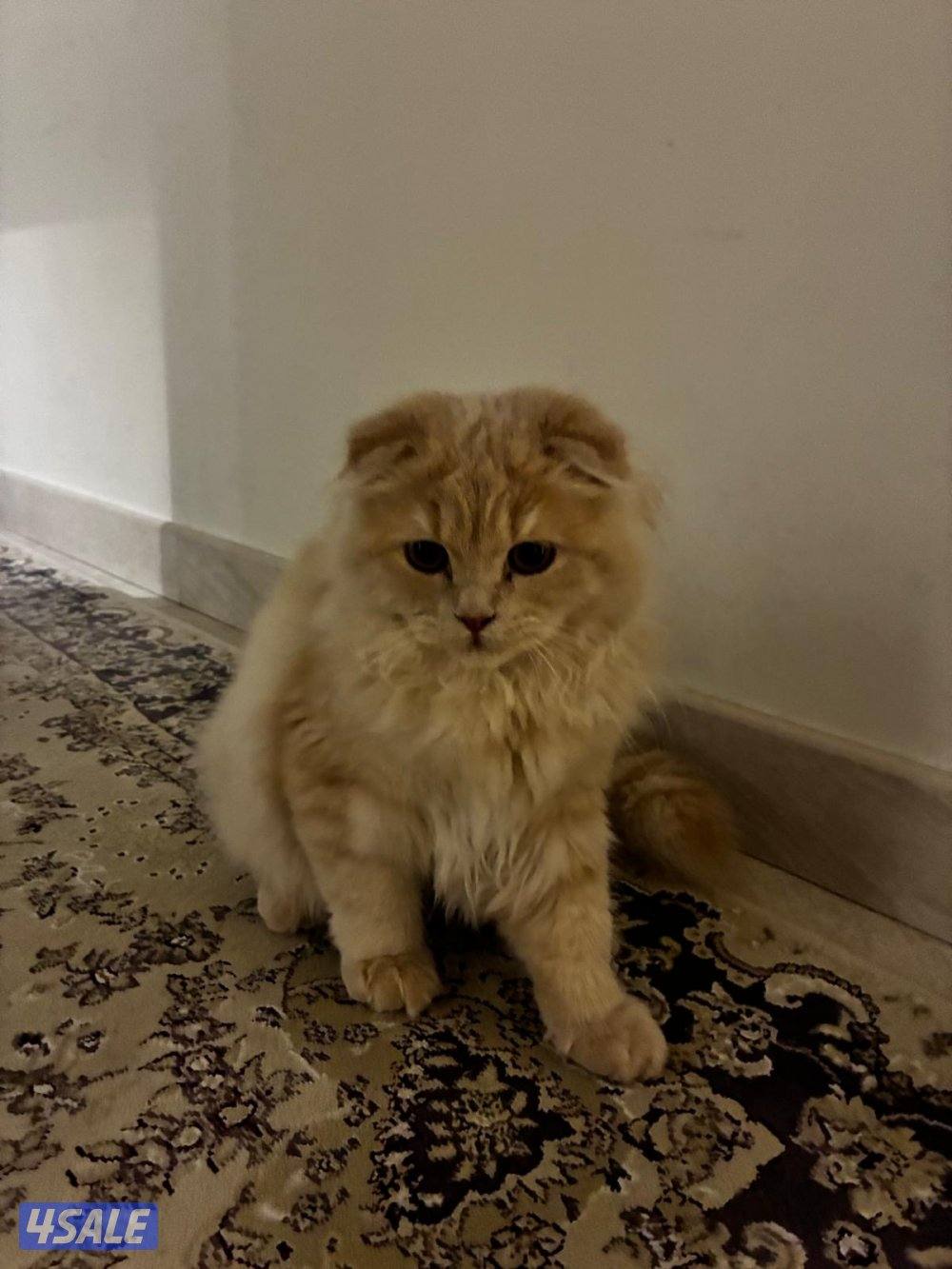 ذكر برتش فولد للبيع5