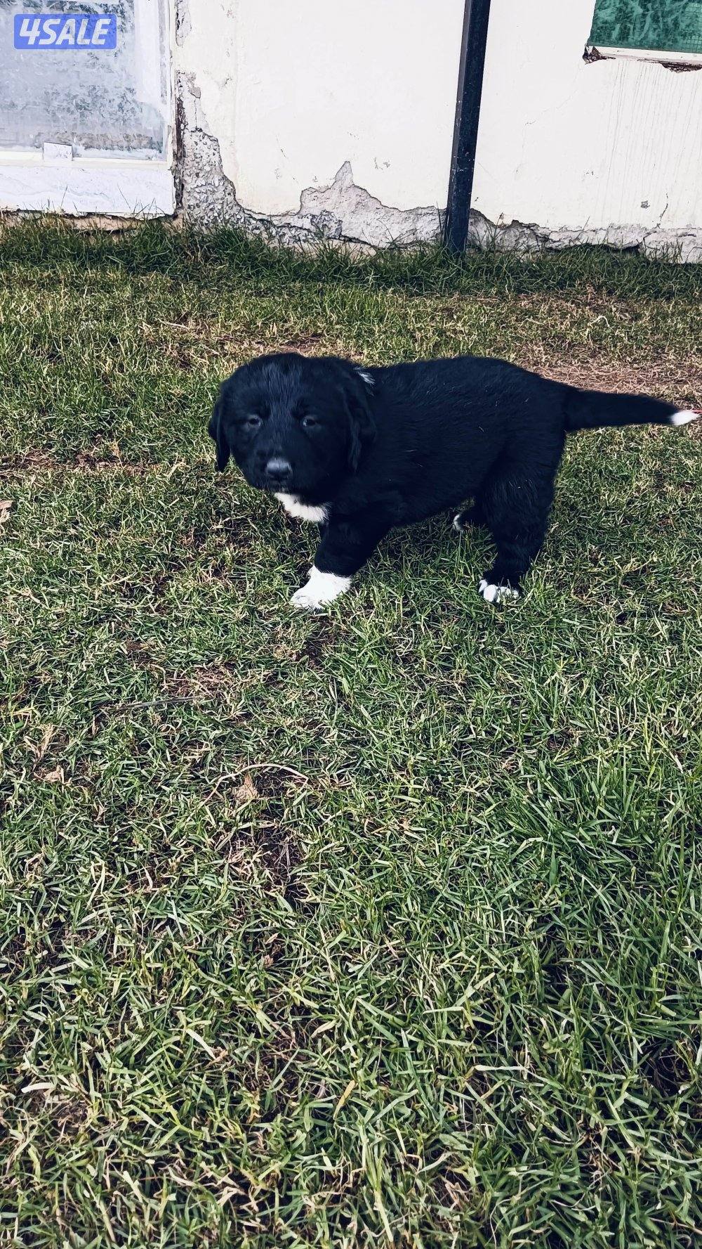 للبيع جراوه مكس غوغازي1