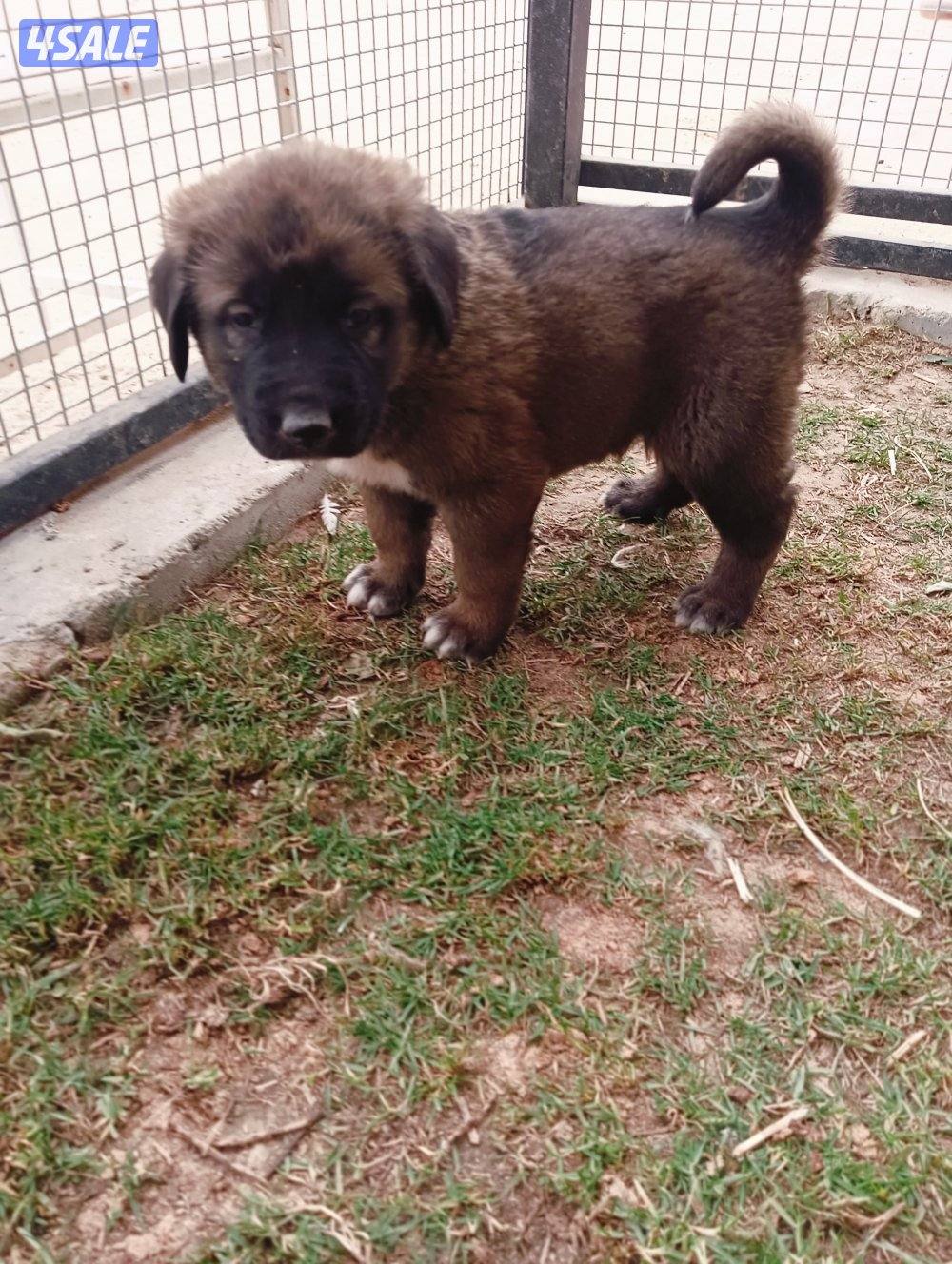 للبيع جراوه مكس غوغازي2