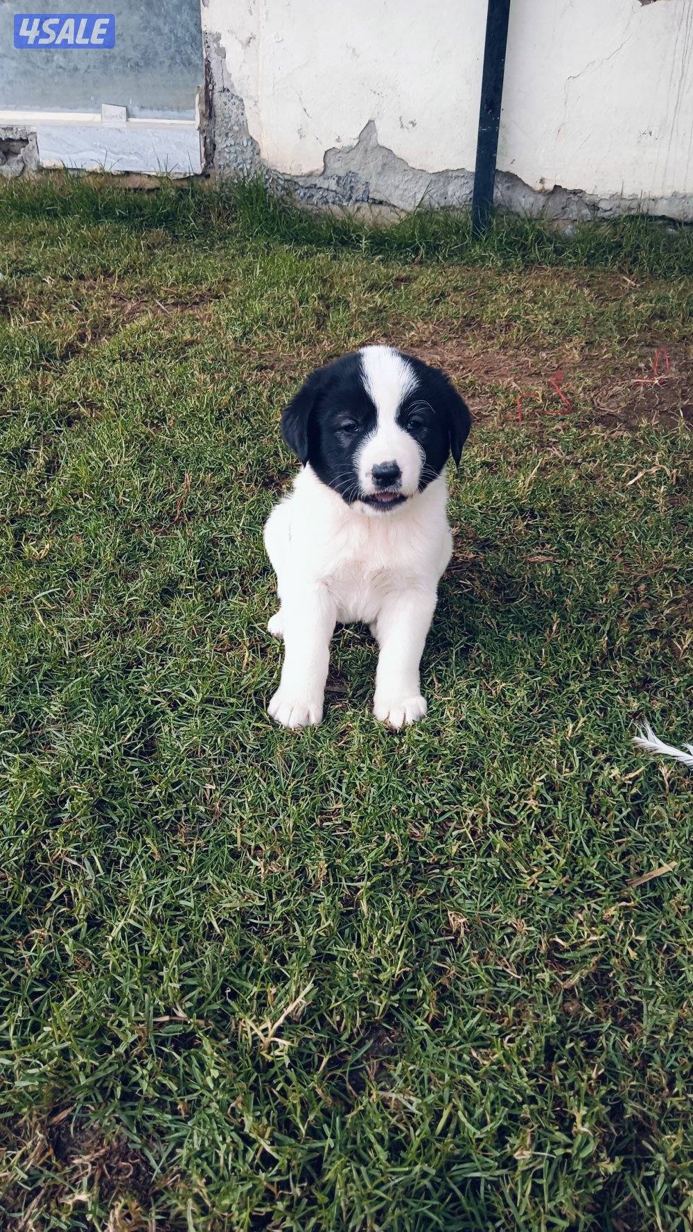 للبيع جراوه مكس غوغازي4