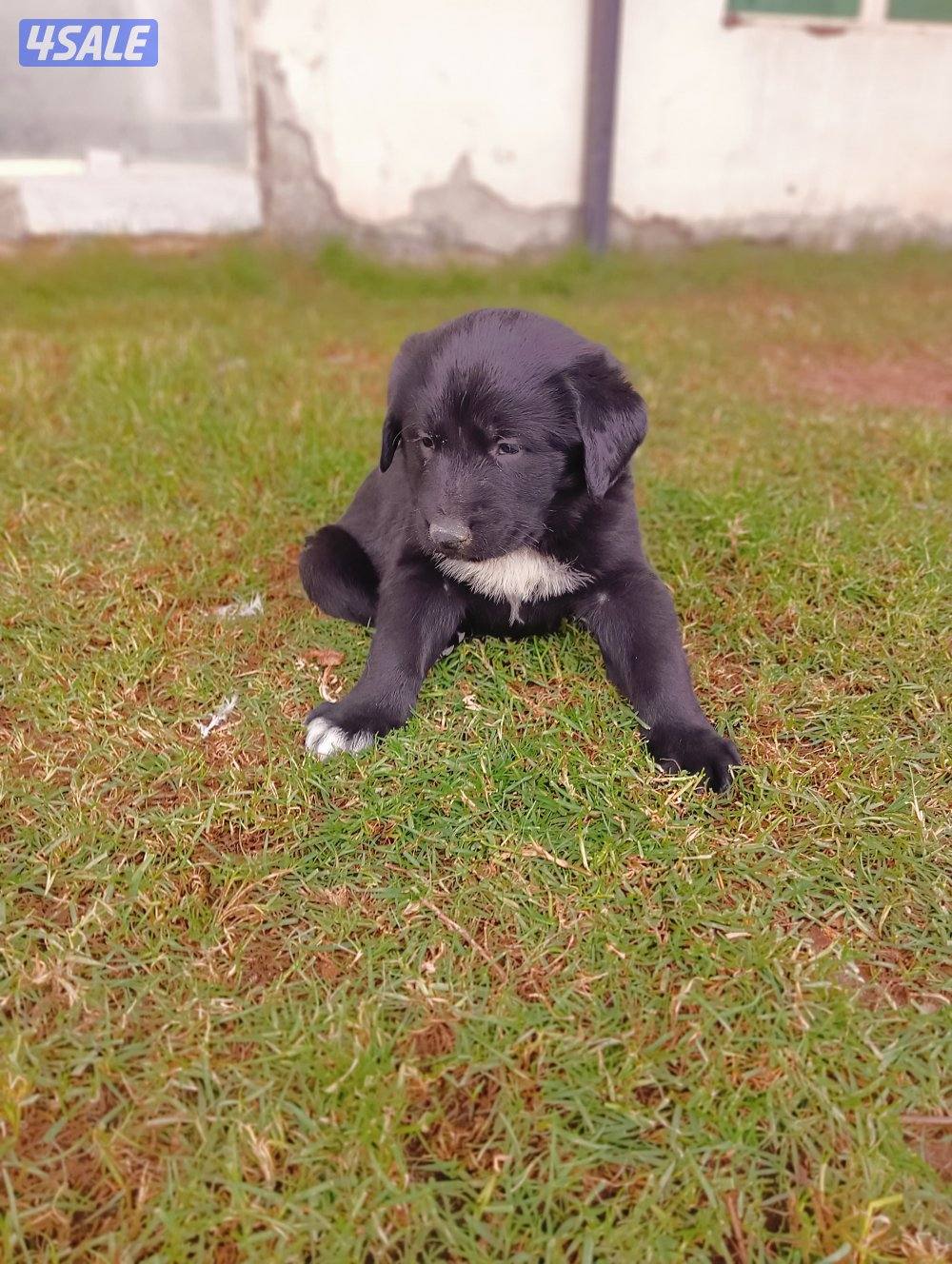 للبيع جراوه مكس غوغازي6