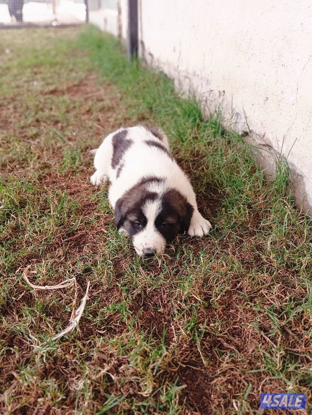 للبيع جراوه مكس غوغازي7