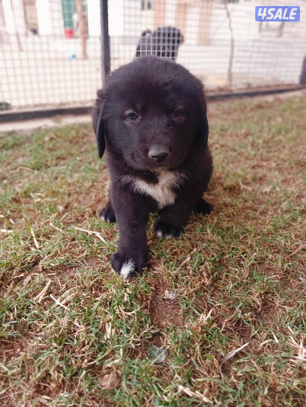 للبيع جراوه مكس غوغازي8