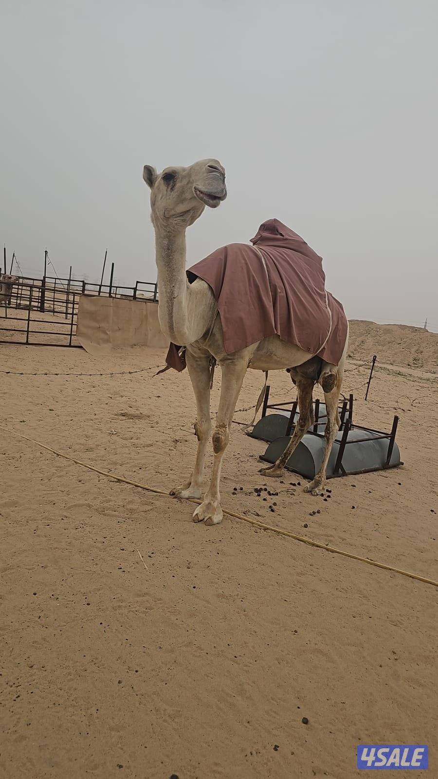 للبيع خلفة وضحا حدرها قعود هدية وفيها حليب3