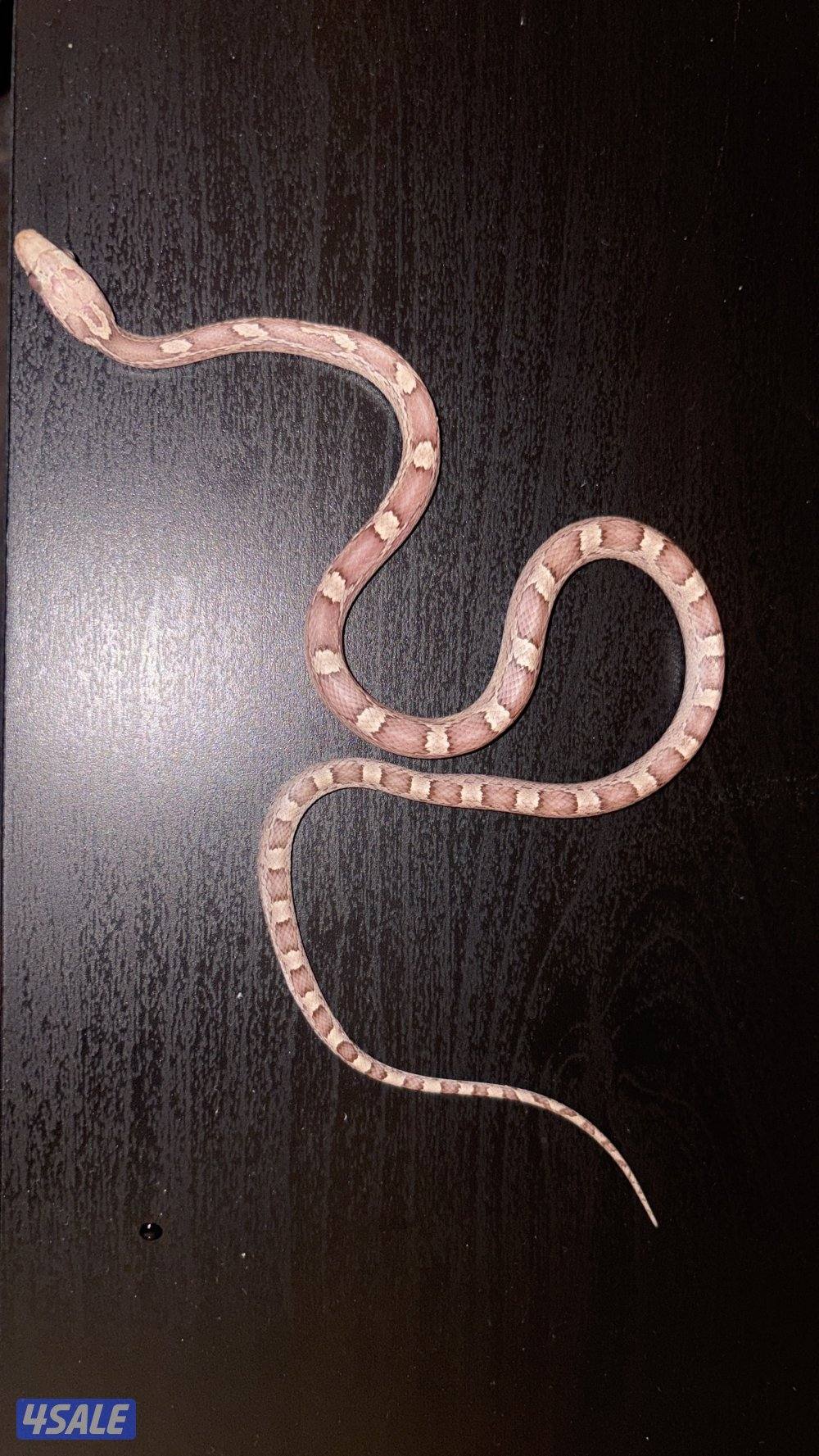 للبيع كورن سنيك و بترفلاي اقاما0