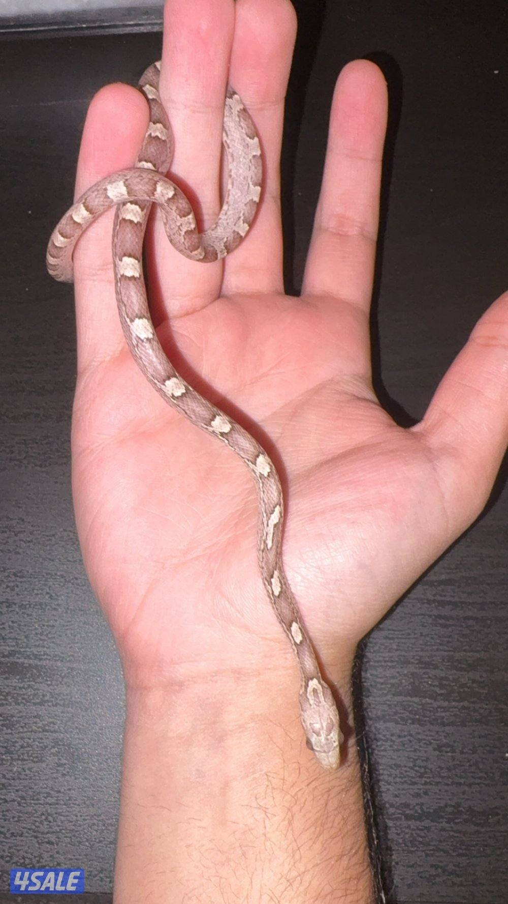 للبيع كورن سنيك و بترفلاي اقاما1