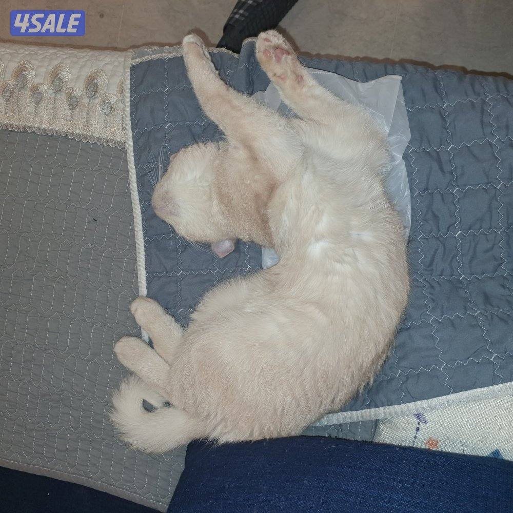 المهبولة قطعة ٢ شارع خلف   اوكسجين الصحي امام مانجو هايبر9