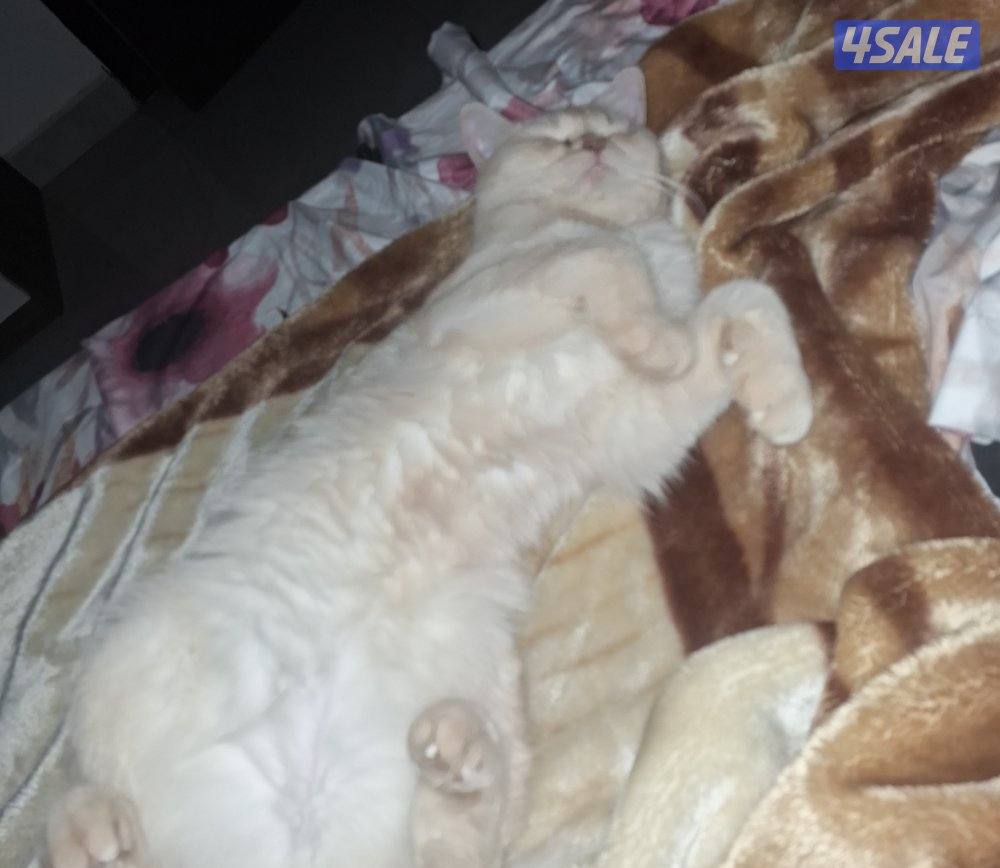 المهبولة قطعة ٢ شارع خلف   اوكسجين الصحي امام مانجو هايبر10