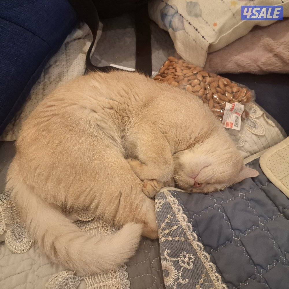 المهبولة قطعة ٢ شارع خلف   اوكسجين الصحي امام مانجو هايبر11