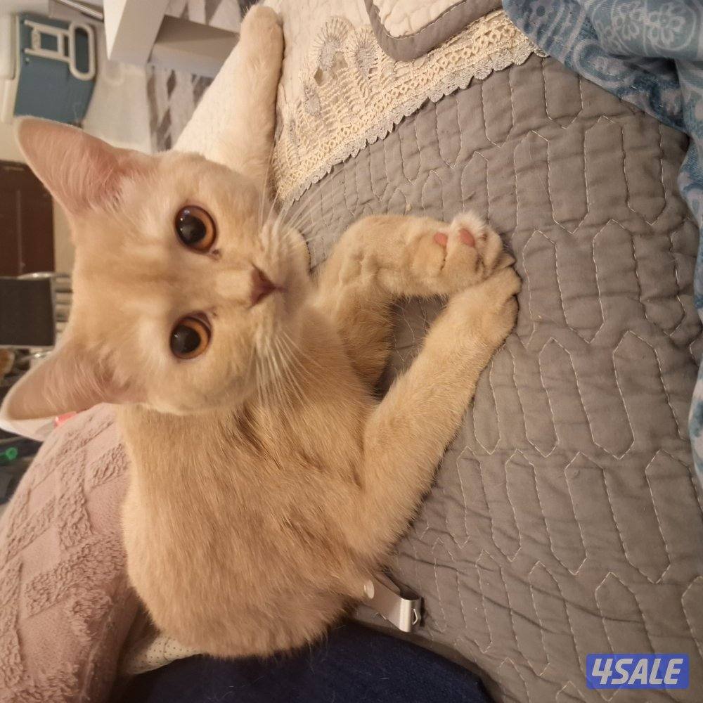 المهبولة قطعة ٢ شارع خلف   اوكسجين الصحي امام مانجو هايبر12