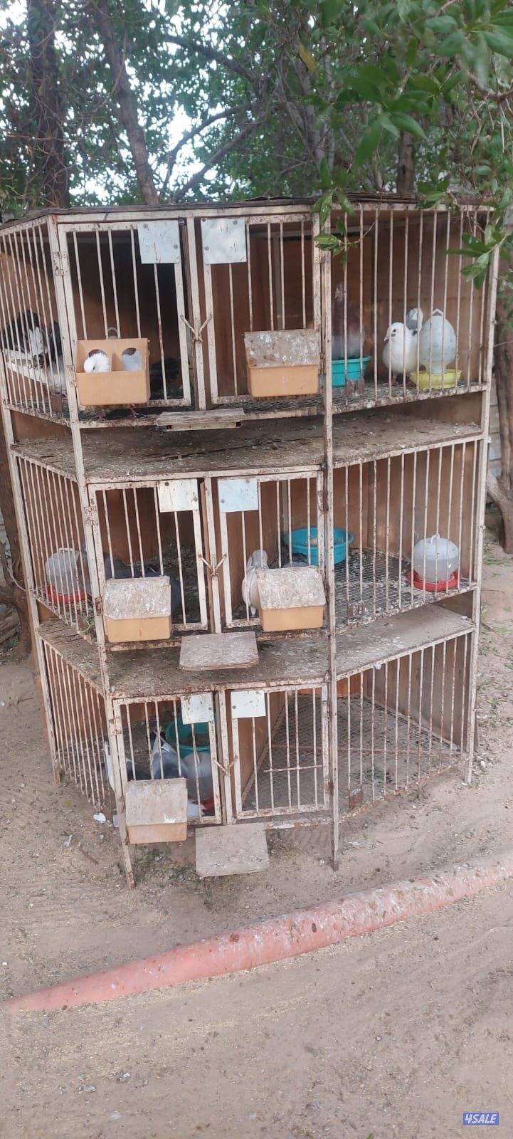 محاصير واقفاص0