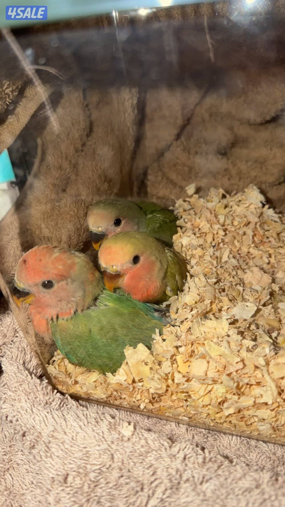 روز ربوه الصحة فوق الممتاز. و توفرت كمية محدودة1