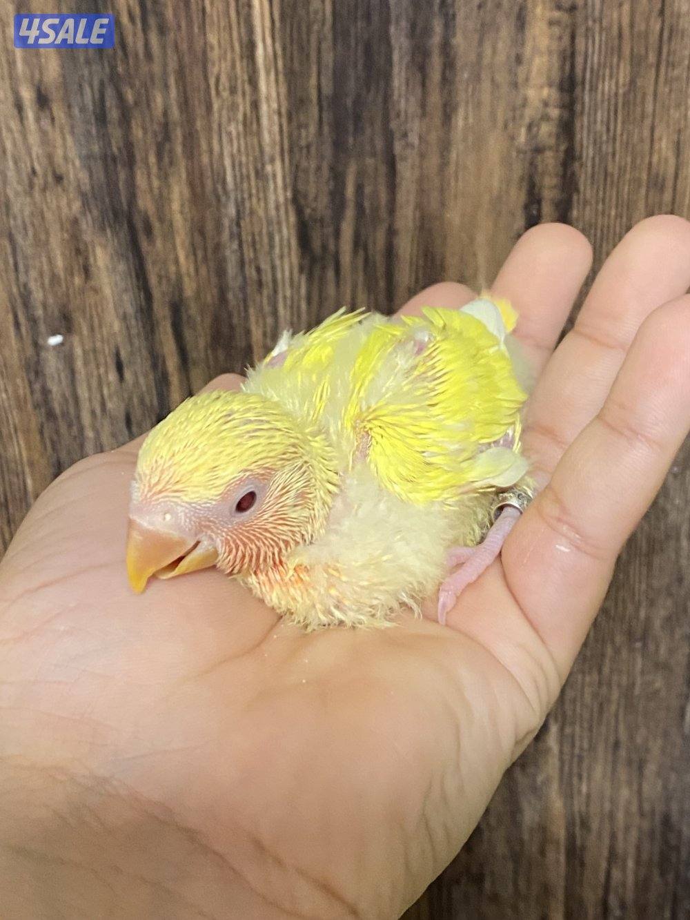 فروخ لوف بيرد انتاج الكويت0