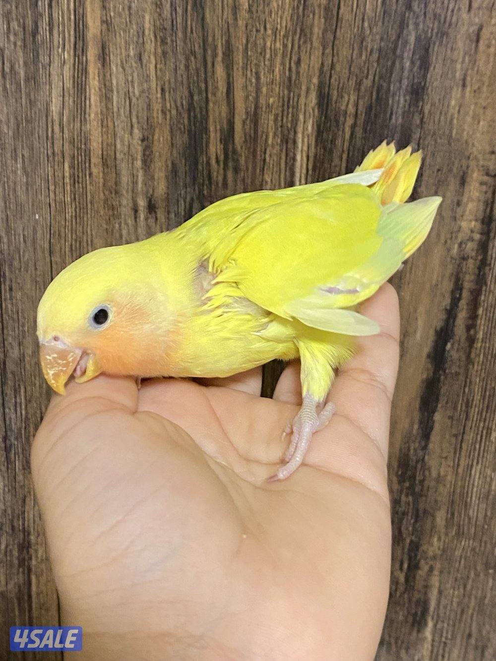 فروخ لوف بيرد انتاج الكويت2