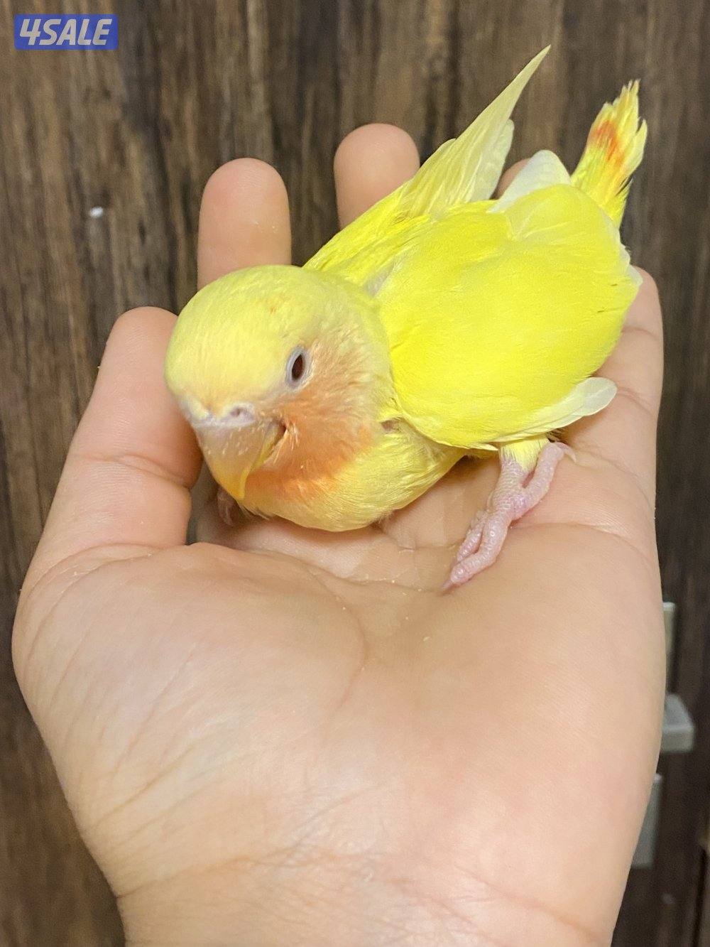 فروخ لوف بيرد انتاج الكويت3