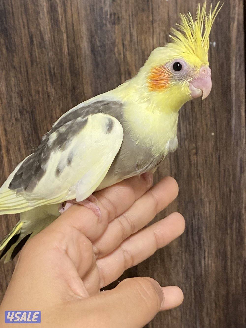 فروخ لوف بيرد انتاج الكويت4