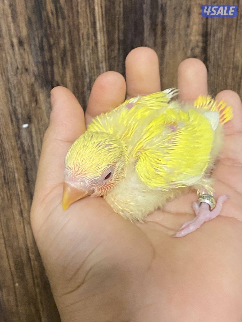 فروخ لوف بيرد انتاج الكويت5