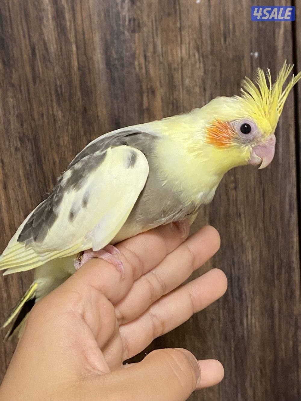 فروخ لوف بيرد انتاج الكويت6