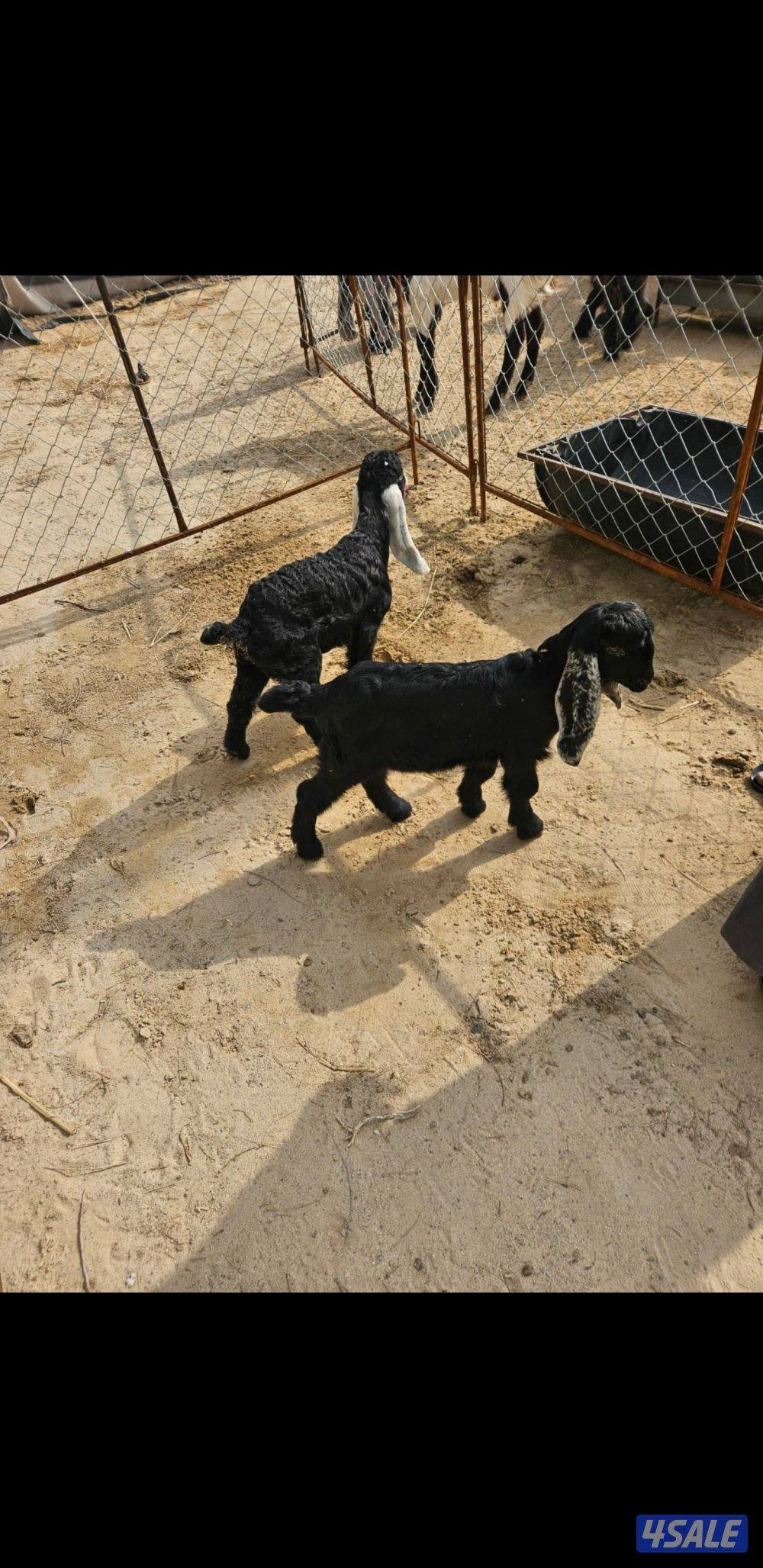 دواغير للبيع0