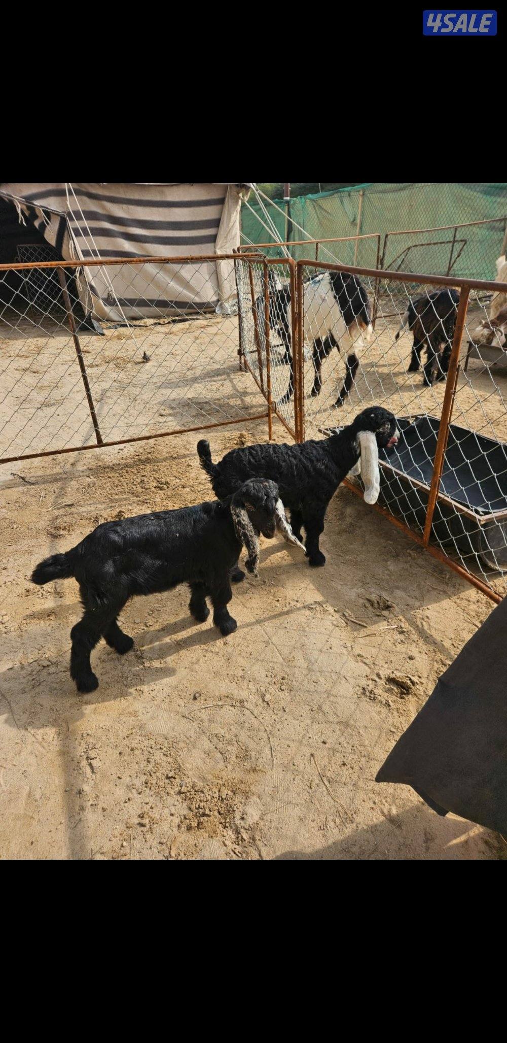 دواغير للبيع1