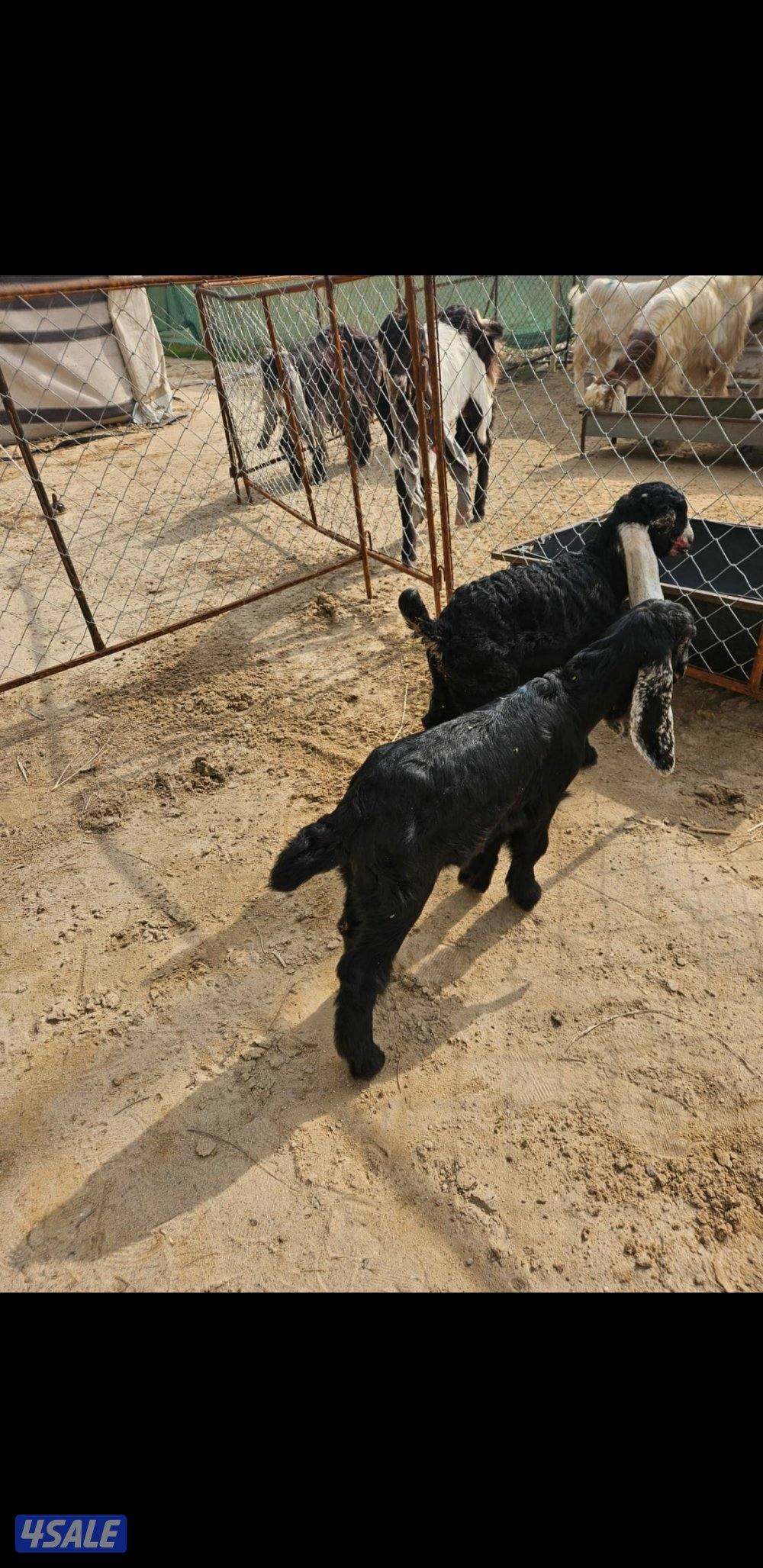 دواغير للبيع2