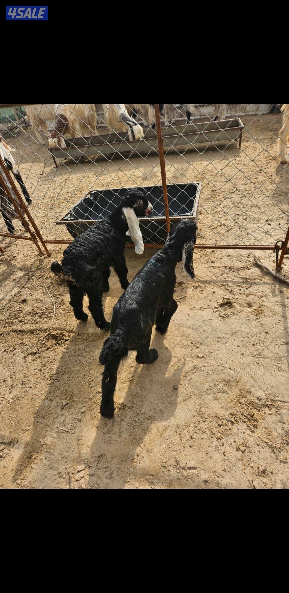 دواغير للبيع3