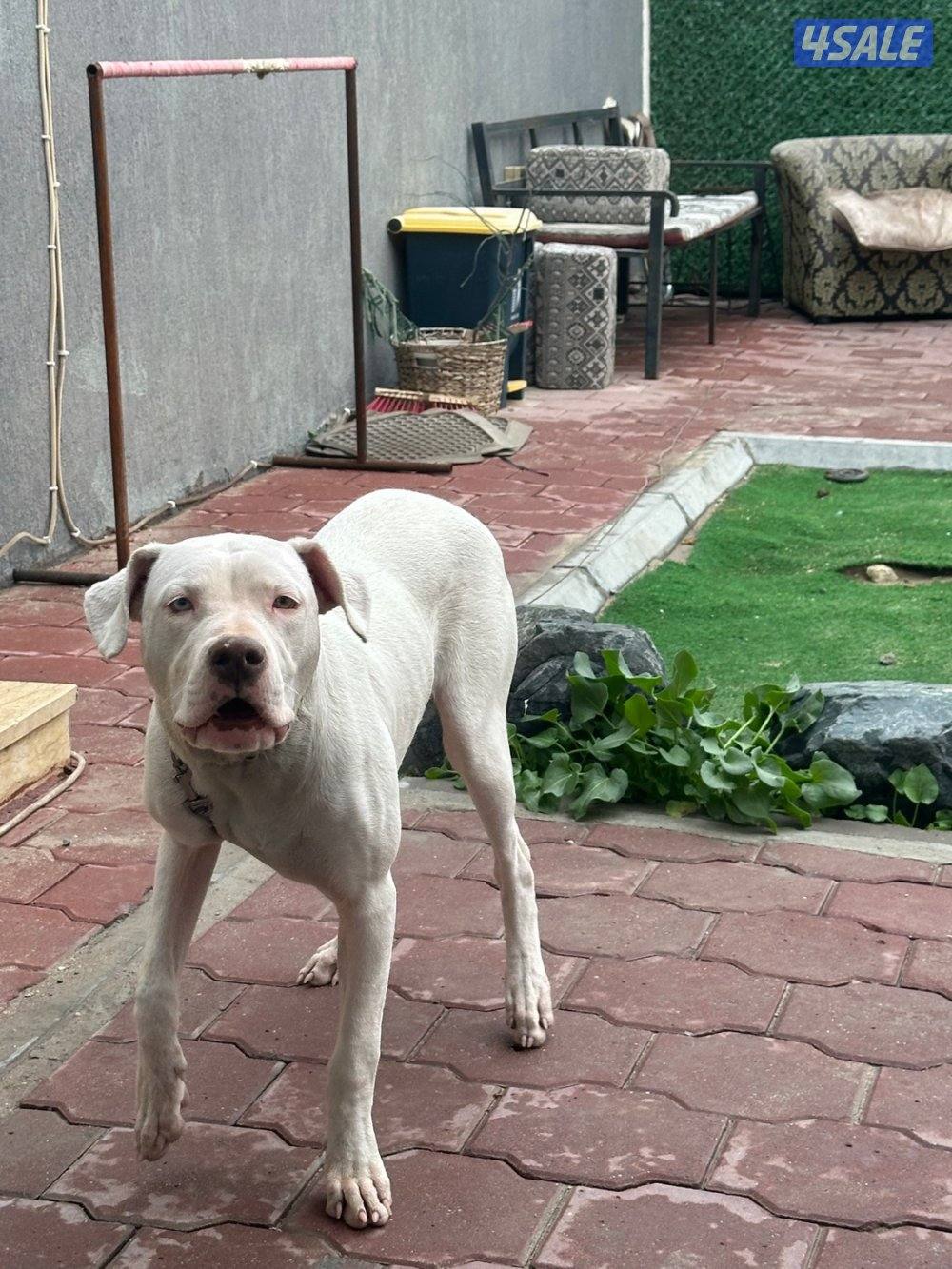 دوجو أرجنتينو انثى0