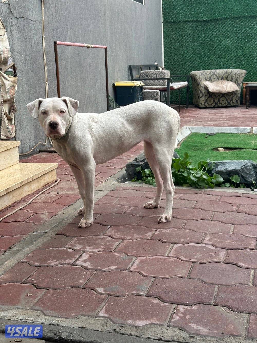 دوجو أرجنتينو انثى1