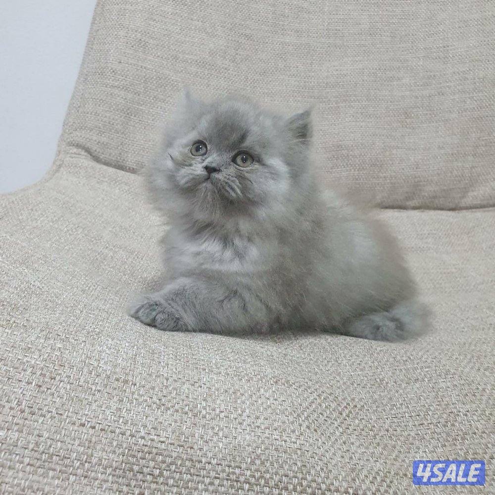 كيتن هولندي مون فيس بيور7