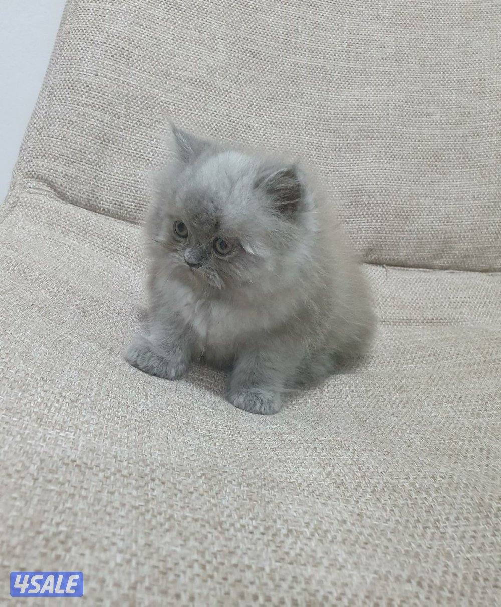 كيتن هولندي مون فيس بيور8