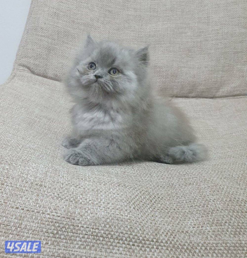 كيتن هولندي مون فيس بيور10