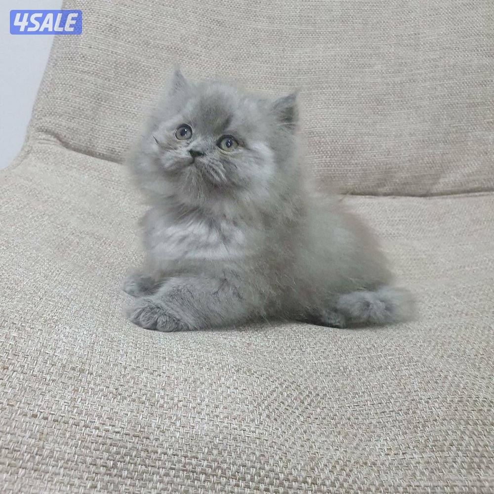 كيتن هولندي مون فيس بيور9