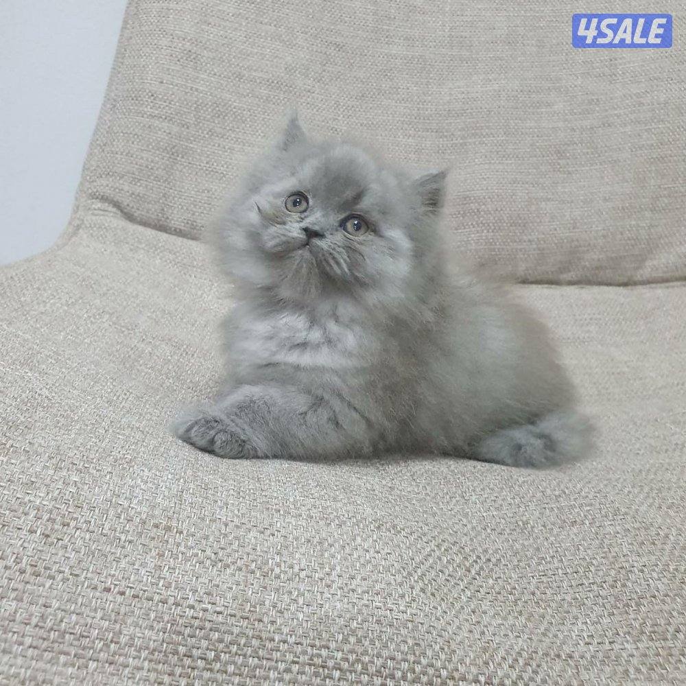 كيتن هولندي مون فيس بيور11