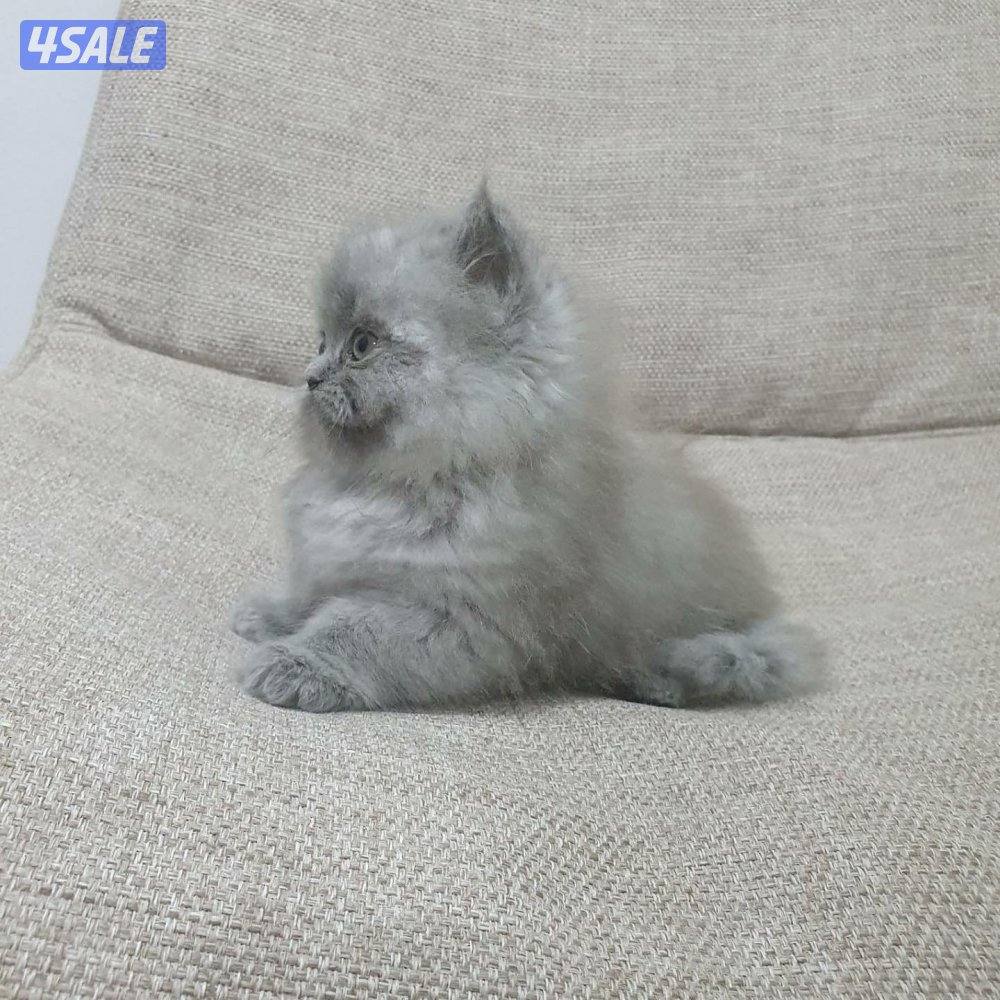 كيتن هولندي مون فيس بيور12