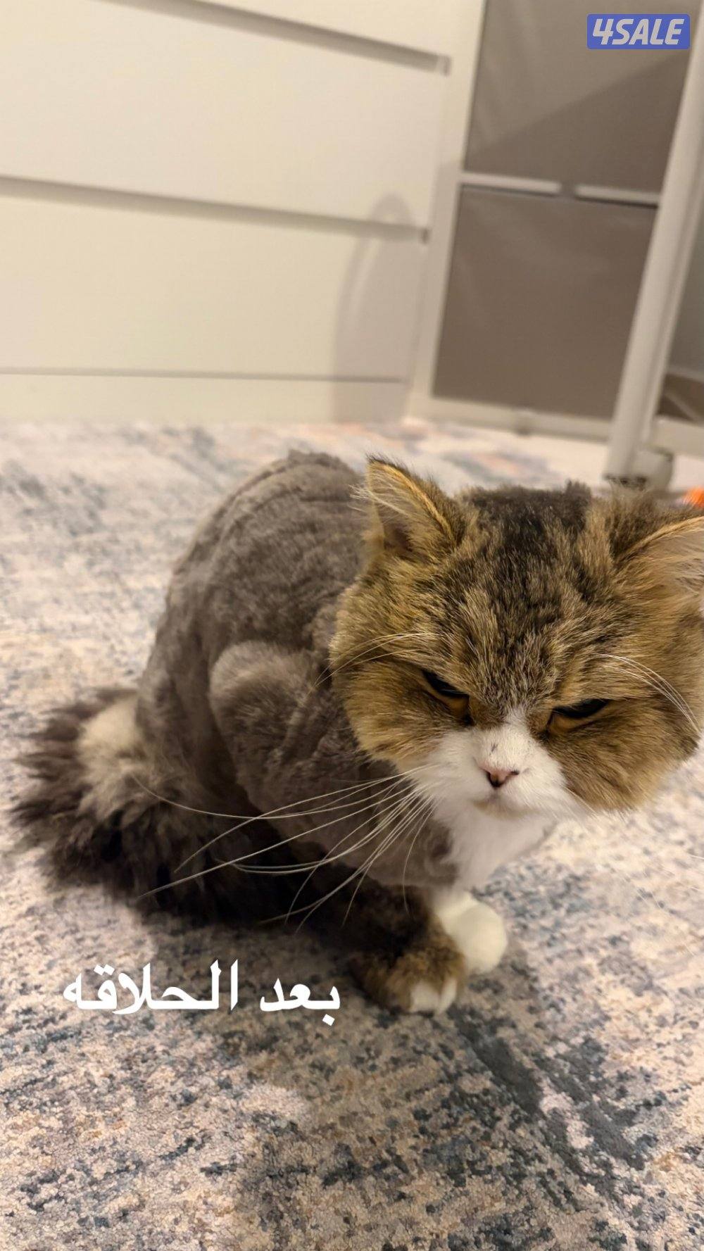 للتبني قطة انقاذ شيرازيه نثيه1