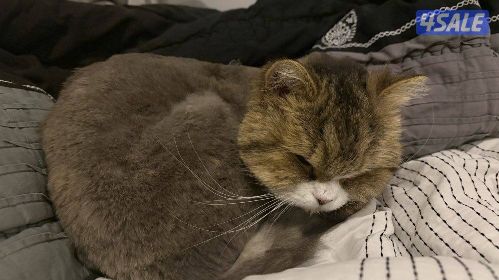 للتبني قطة انقاذ شيرازيه نثيه3