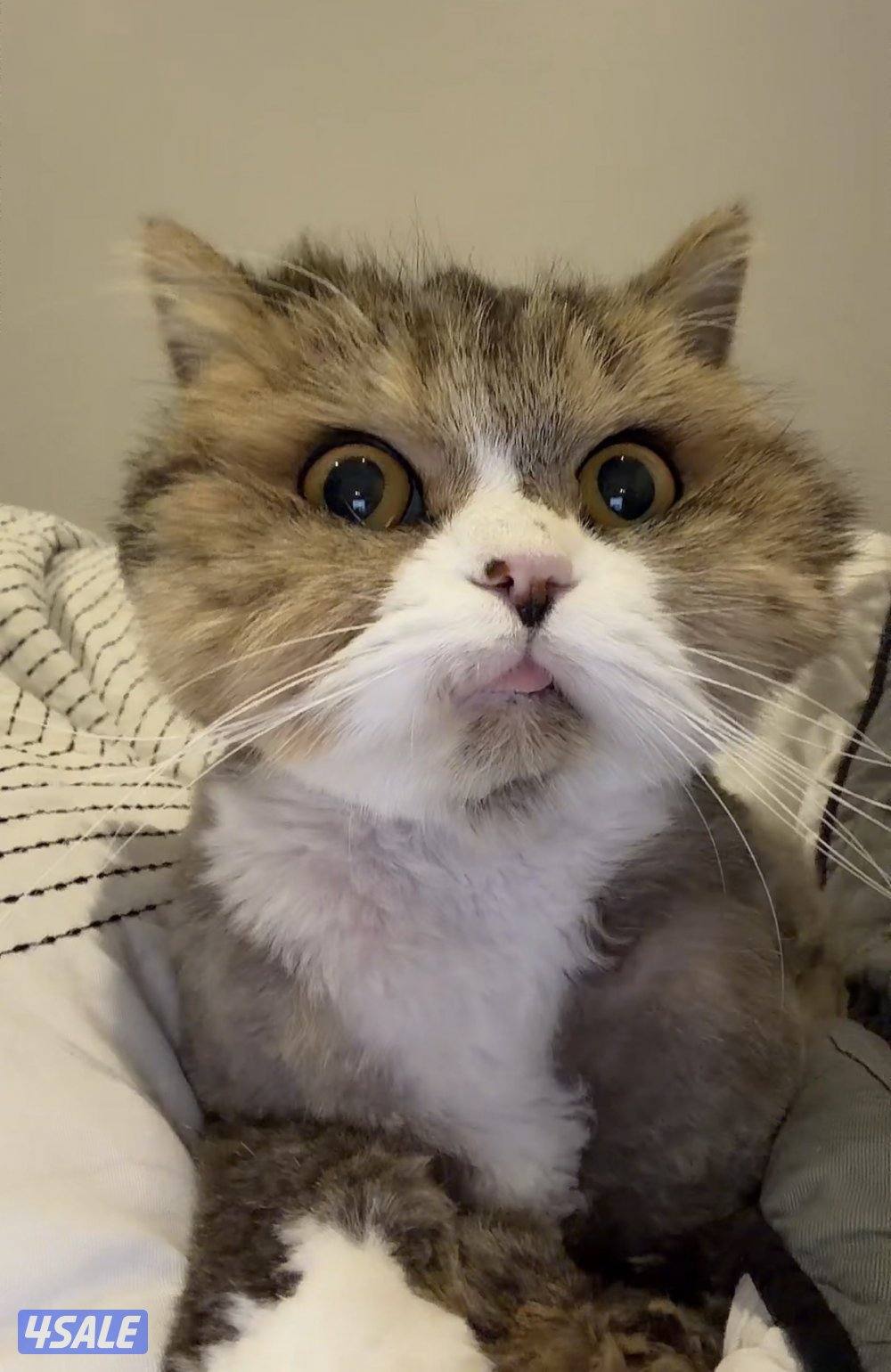 للتبني قطة انقاذ شيرازيه نثيه4