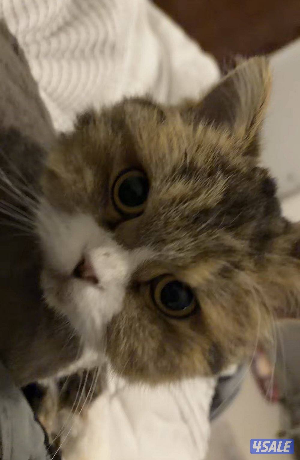 للتبني قطة انقاذ شيرازيه نثيه6