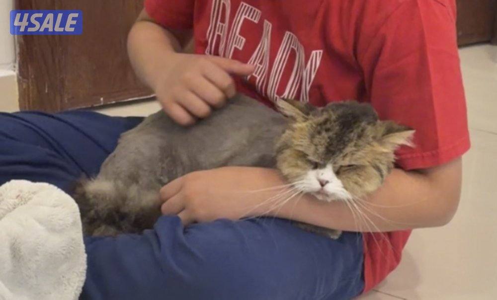 للتبني قطة انقاذ شيرازيه نثيه7