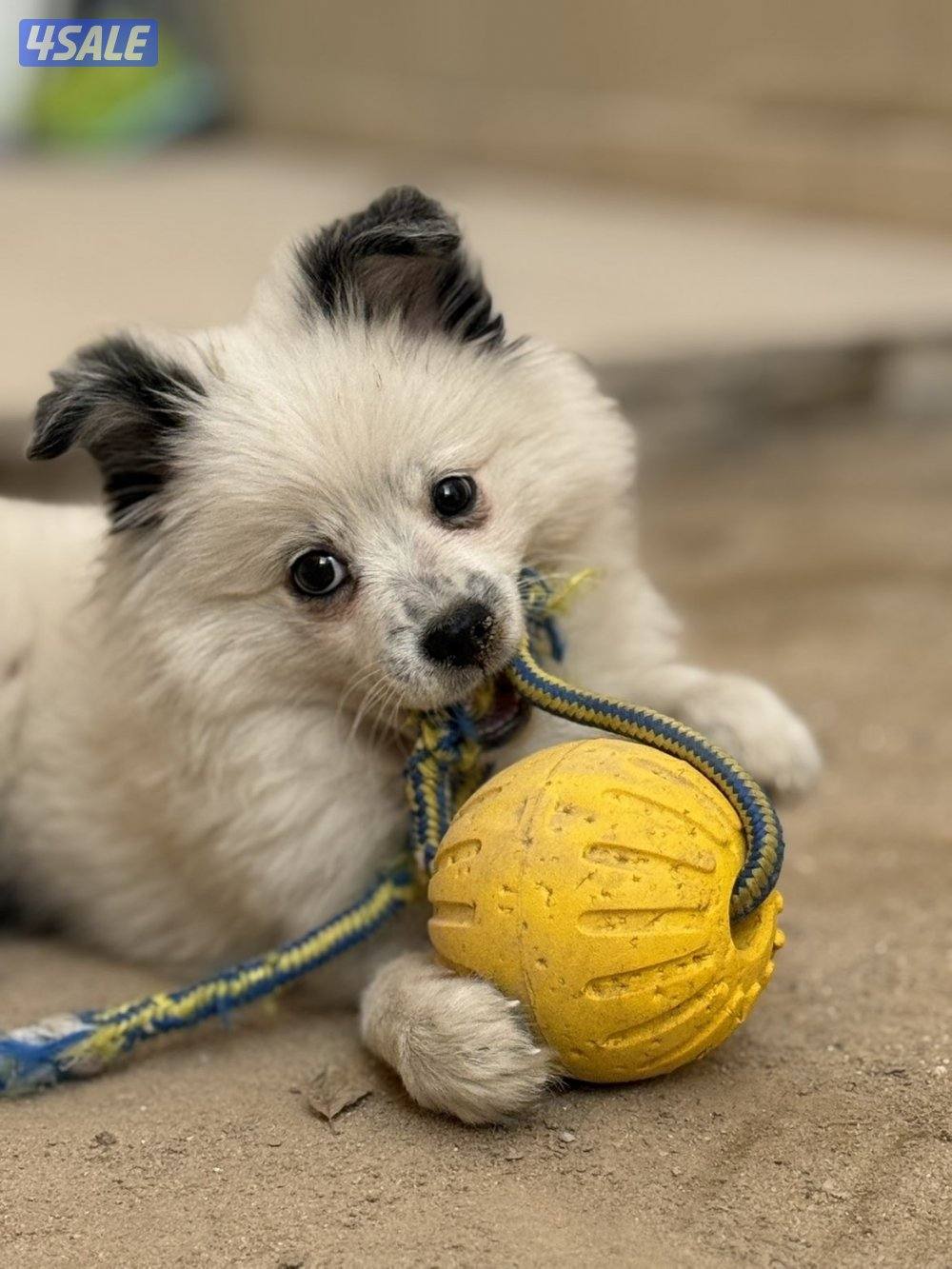 للبيع نثية بومورينيان0