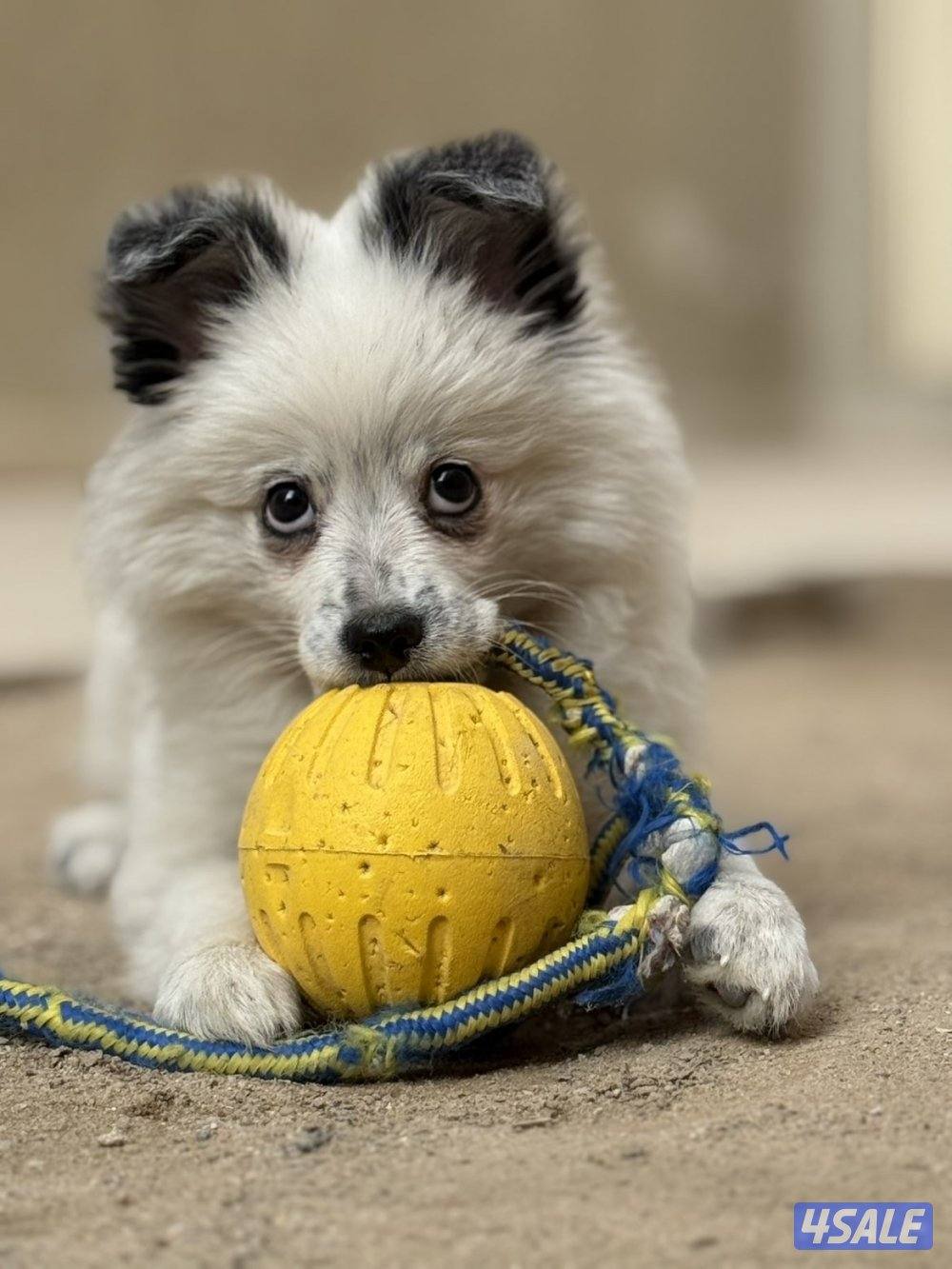 للبيع نثية بومورينيان1