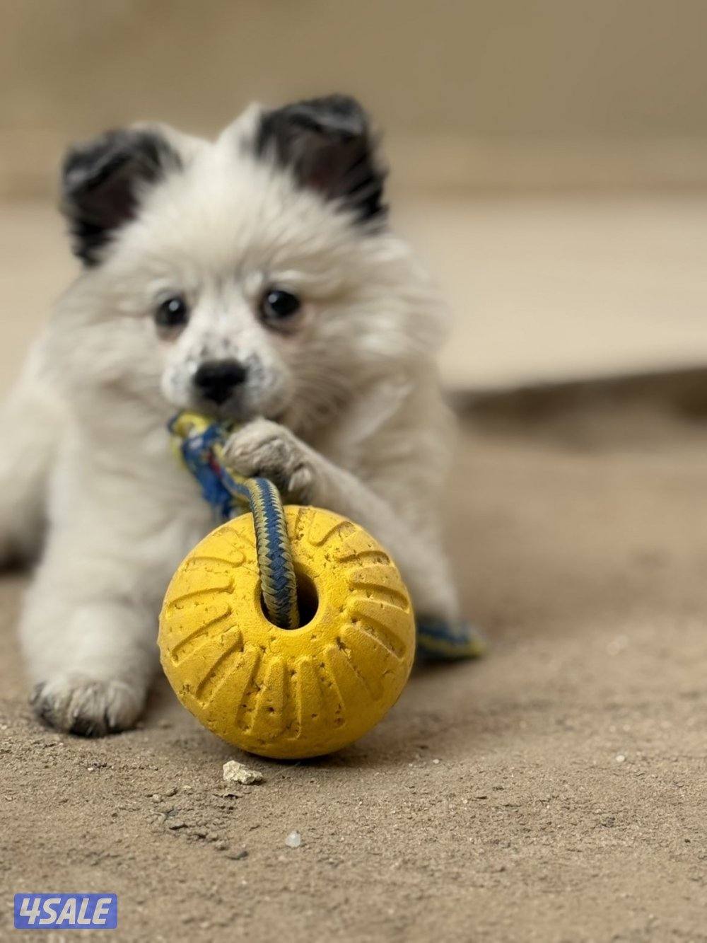 للبيع نثية بومورينيان2