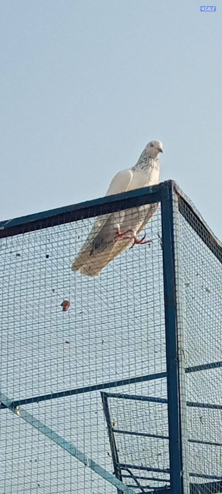 عباس دیکور جبس بورد دیکور جپسم بورد وجیبسن3