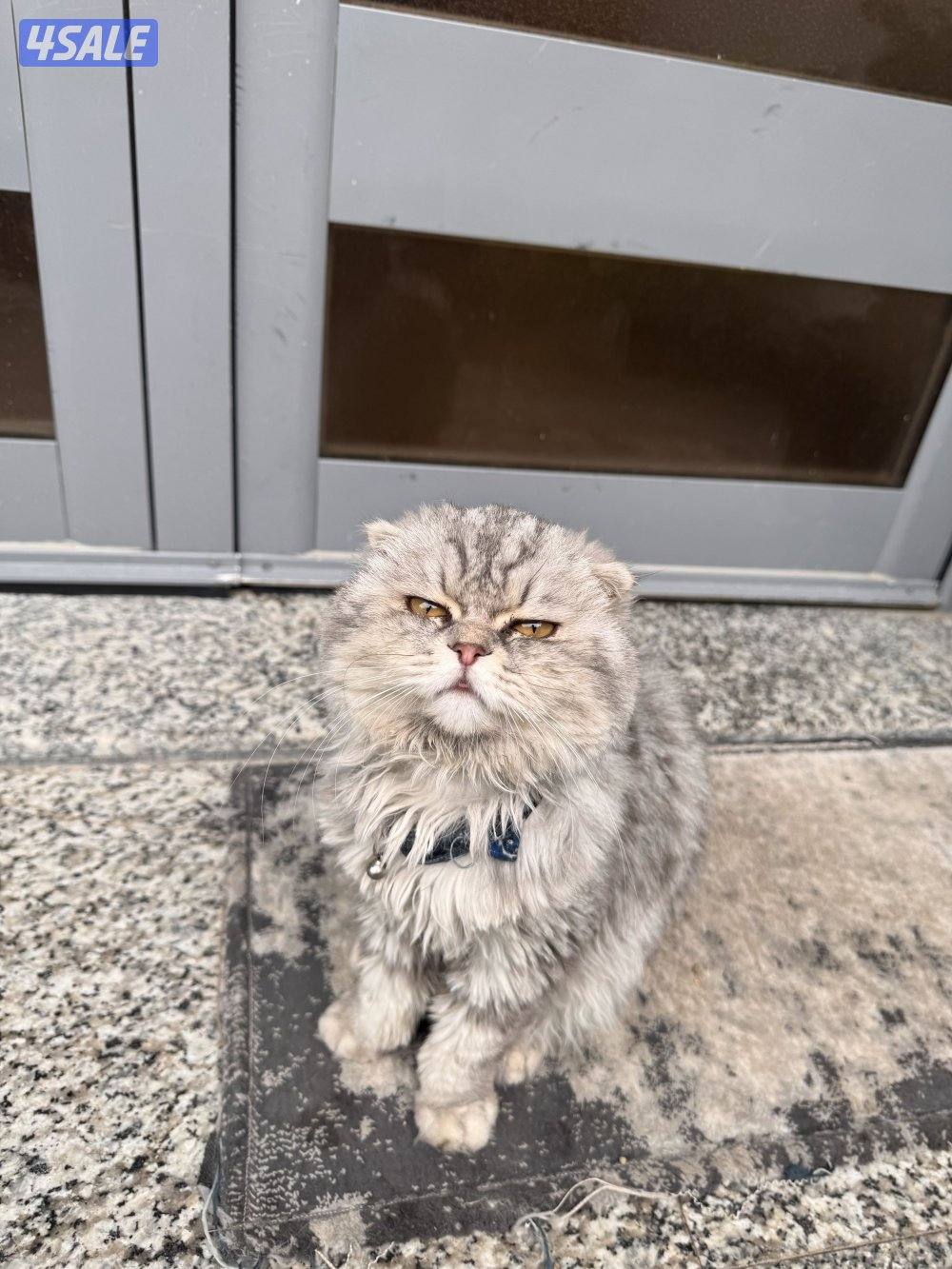 تبني قط تبني0